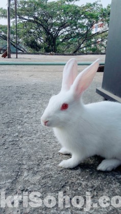 rabbit